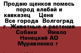 Продаю щенков помесь пород алабай и кавказец. › Цена ­ 1 500 - Все города, Волгоград г. Животные и растения » Собаки   . Ямало-Ненецкий АО,Муравленко г.